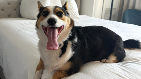 Dog